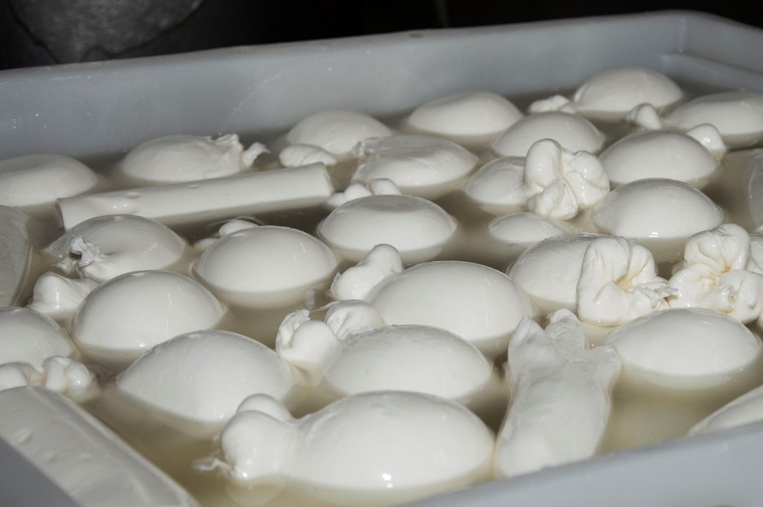 fresco-scamorza-caseificio-damiano-brianza